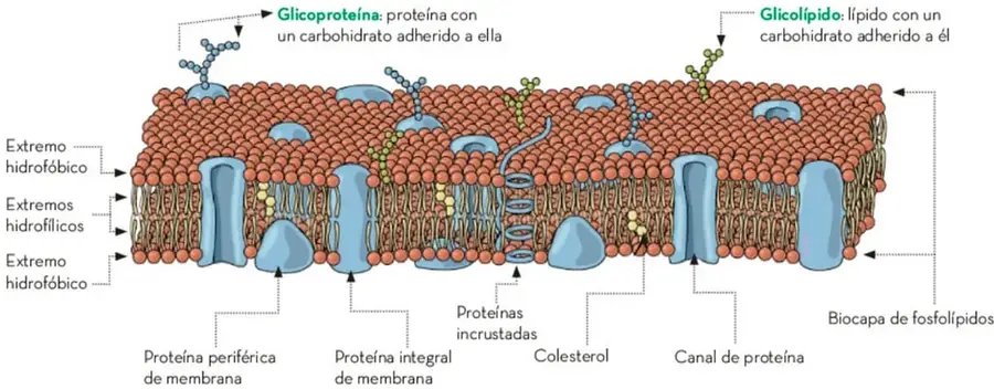 Esquema de la estructura de la membrana celular: bicapa de fosfolípidos con extremos hidrofóbicos e hidrofílicos, proteínas integrales, periféricas e incrustadas, canal de proteína, colesterol, glucoproteína y glucolípido.