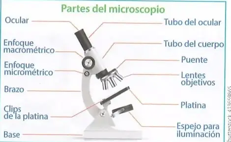 Figura 3 de Ciencias Naturales 8° · Egb 8 Ciencias Naturales 2025 · 2025
