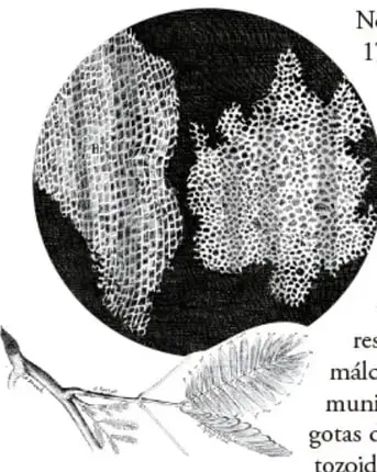 Ilustración microscópica de un tejido de corcho con celdillas poligonales, junto a una pluma y una hoja.