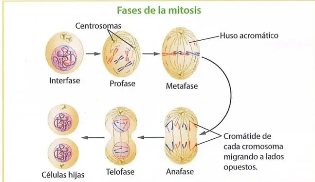 Figura 2 de Ciencias Naturales 9° · 2025
