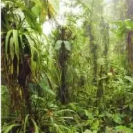 Fotografía de un bosque húmedo del Chocó, con abundante vegetación organizada en diferentes pisos.