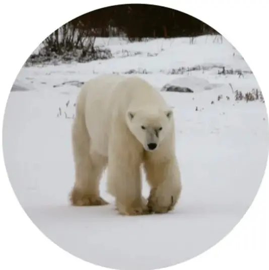 Fotografía circular de un oso polar caminando sobre nieve, ejemplo de especie que vive en un hogar particular.