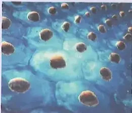 Figura 2 de Ciencias Naturales 8° · Egb 8 Ciencias Naturales 2025 · 2025