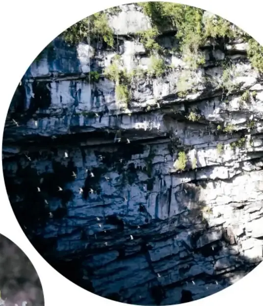Fotografía circular de la pared de una cueva con aves blancas saliendo.