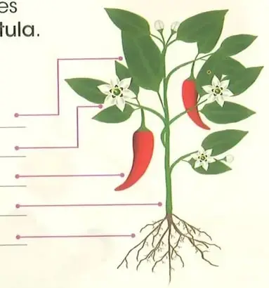 Ilustración de una planta de ají con hojas, flores, frutos, tallo y raíces; contiene líneas para rotular sus partes.