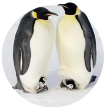 Dos pingüinos emperadores adultos de pie frente a frente sobre el hielo, cada uno con una cría pequeña entre sus patas.
