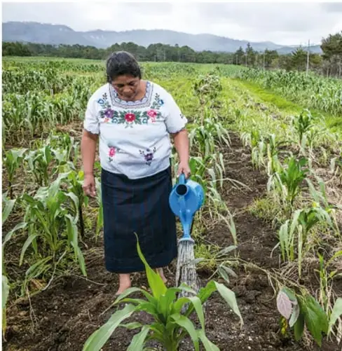 Mujer indígena con blusa bordada y falda oscura regando con una regadera azul un cultivo de maíz en un campo.