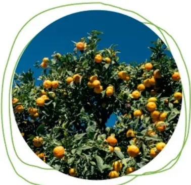 Fotografía en círculo de un árbol cargado de naranjas: ejemplo de planta frutal.