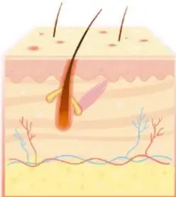 Corte de la piel con pelo y capas dérmicas, ilustrando la barrera física de la inmunidad innata.