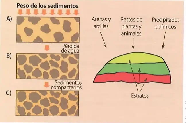 Figura 4 de Ciencias Naturales 10° · 2025