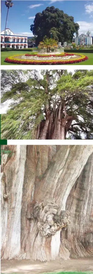 Fotografía del árbol completo en su jardín, con una corona de flores de colores alrededor de su base, junto a la iglesia y el palacio municipal de Santa María del Tule.