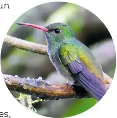 Colibrí verde con pico rojizo y alas moradas posado en una rama con musgo.