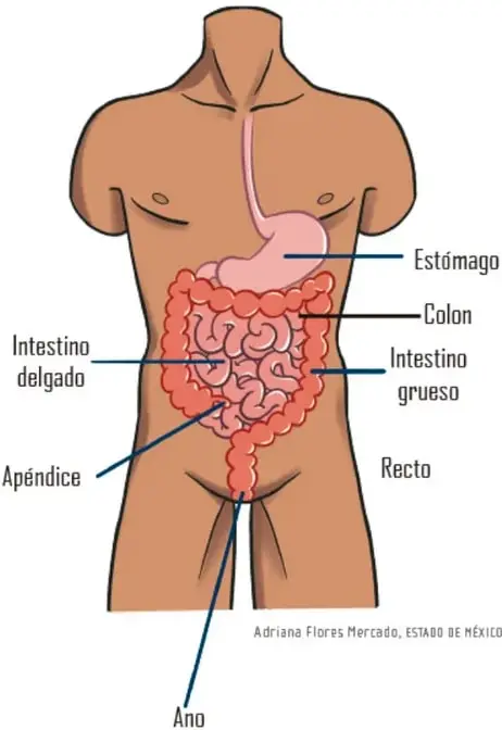 Ilustración del torso humano con el sistema digestivo etiquetado: estómago, colon, intestino delgado, intestino grueso, apéndice, recto y ano. Créditos Adriana Flores Mercado, Estado de México.