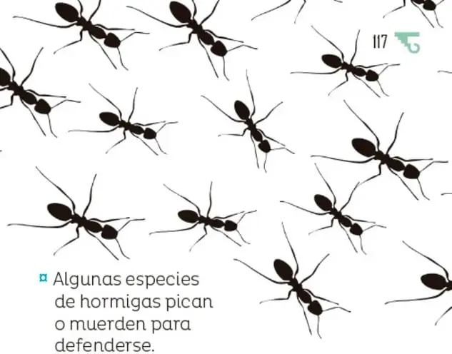 Fotografía de hojas verdes grandes donde se observan pequeñas hormigas color café caminando sobre las plantas.