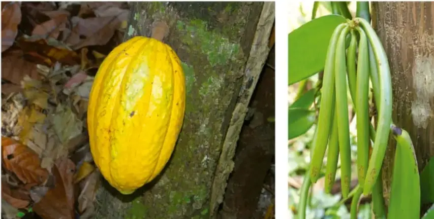Fotografía de una mazorca de cacao amarilla sobre el tronco de un árbol, rodeada de hojas secas.