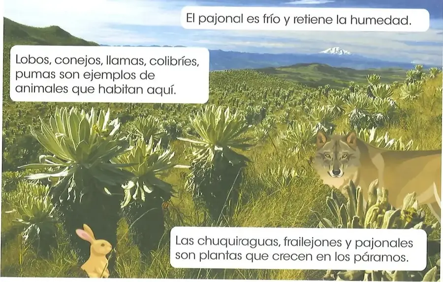 Fotografía ilustrativa de un páramo andino con pajonales, frailejones y otras plantas. Se observan representaciones de un lobo y un conejo.