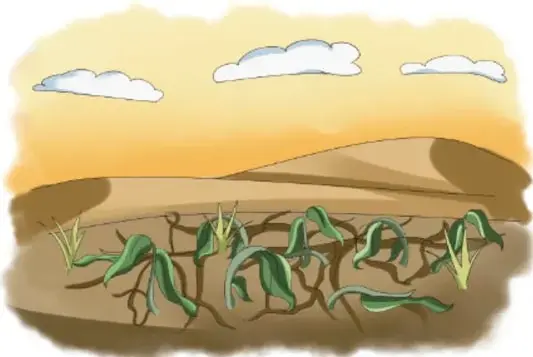 Paisaje de campo con surcos de cultivo y plantas de maíz creciendo bajo el cielo.