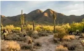 Desierto con cactus y vegetación escasa