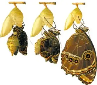 Secuencia del ciclo de vida de una mariposa: huevo, orugas, crisálidas y mariposa adulta.