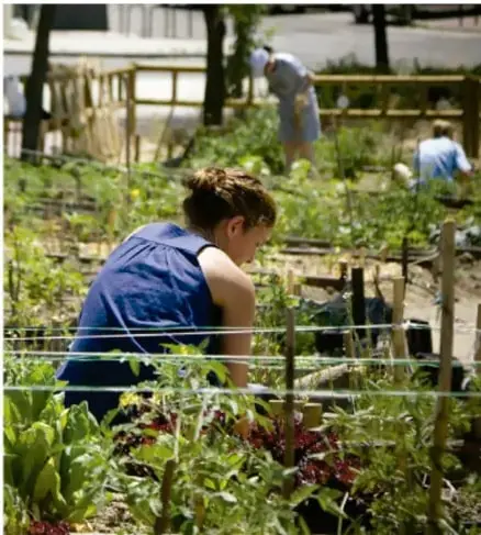 Fotografía de una persona trabajando en un huerto o jardín comunitario entre plantas y hileras de cultivo, ilustrando el uso responsable de los recursos.
