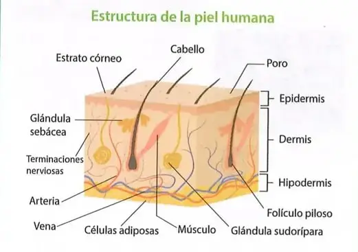 Figura 1 de Ciencias Naturales 8° · Egb 8 Ciencias Naturales 2025 · 2025