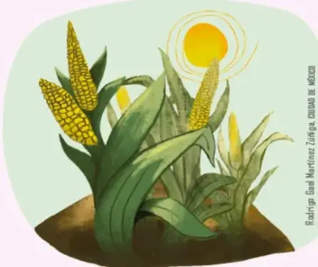 Ilustración de una mata de maíz con elotes y un sol amarillo, sobre fondo verde claro.