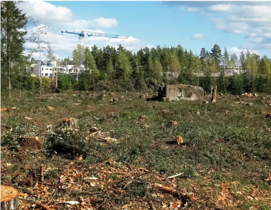 Fotografía de un terreno talado con tocones y ramas secas en primer plano; al fondo, un bosque de pinos aún en pie, una grúa de construcción azul y edificios blancos bajo un cielo con nubes.