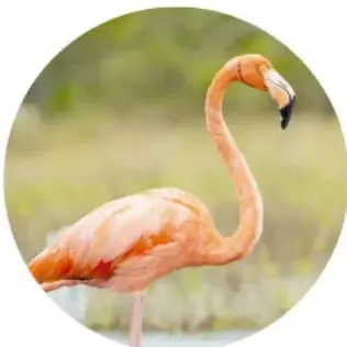 Flamenco americano rosado con el cuello curvado, de pie en un humedal.