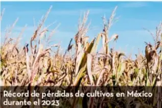 Fotografía de cultivos de maíz secos y dañados, con el texto 'Récord de pérdidas de cultivos en México durante el 2023'.