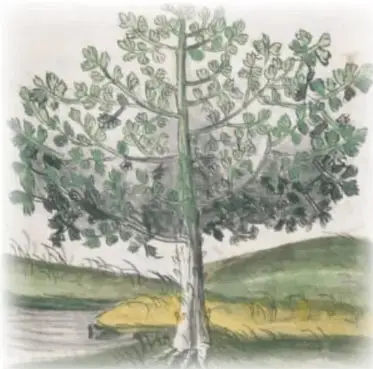 Ilustración de una ceiba de tronco claro y copa frondosa junto a un río, con colinas verdes al fondo.