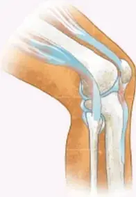 Ilustración de una articulación de la rodilla mostrando cómo los huesos quedan unidos y no se separan (imagen con crédito a Paul Arnulfo Piceño Vega, EDIDORA DE MÉXICO).
