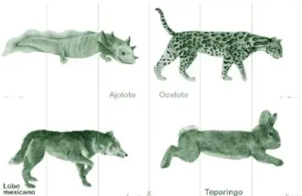 Cuatro tarjetas recortables de animales con divisiones horizontales: ajolote, ocelote, lobo mexicano y teporingo, etiquetadas con su nombre.