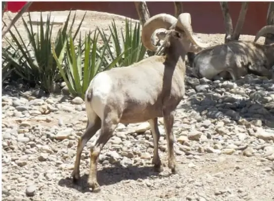 Fotografía de un borrego cimarrón con cuernos curvados en terreno rocoso.