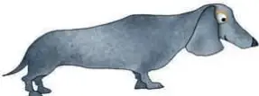 Perro salchicha (dachshund) de color gris, junto al espacio para completar su masa aproximada.