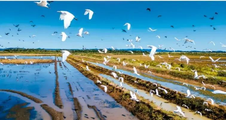 Fotografía circular de aves marinas volando y nadando en el agua.