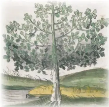 Ilustración de una ceiba o yaaxché de tronco claro y copa frondosa, junto a un río o laguna, con colinas al fondo.
