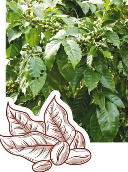 Fotografía de una planta de café con hojas verdes y granos verdes sin madurar.