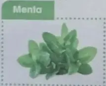 Diagrama de mapa mental vacío con 'Plantas medicinales' en el centro y cuatro recuadros conectados.