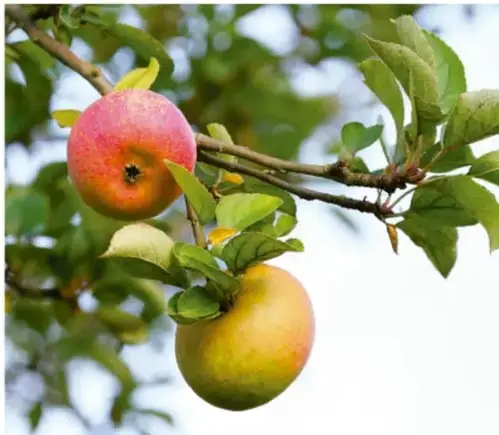 Fotografía de manzanas rojas y verdes colgando de las ramas de un manzano con hojas verdes, ilustrando el proverbio 'The apple doesn't fall far from the tree'.