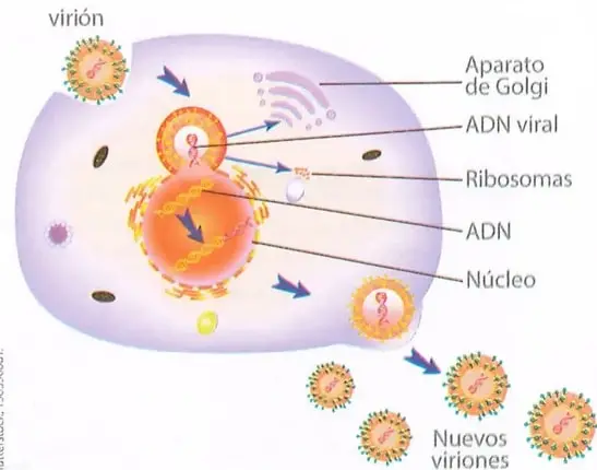 Figura 2 de Ciencias Naturales 9° · 2025