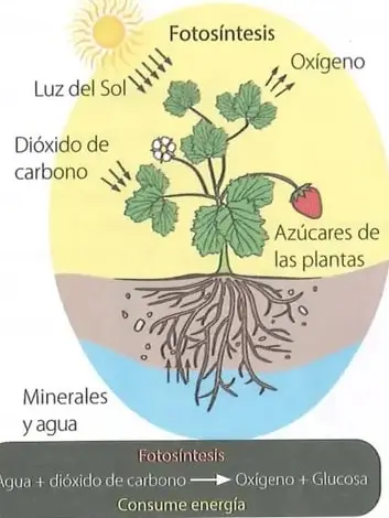 Figura 2 de Ciencias Naturales 8° · Egb 8 Ciencias Naturales 2025 · 2025