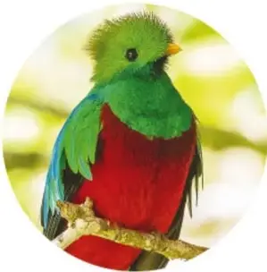 Fotografía de un quetzal verde con pecho rojo posado en una rama, entre follaje.