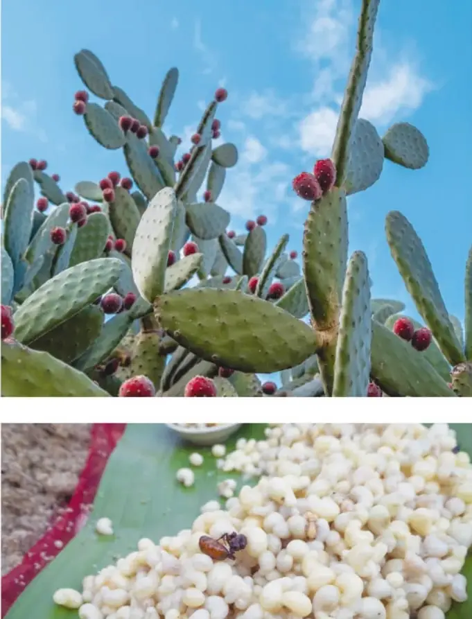 Fotografía de la nata blanca del axayácatl recogida sobre una penca de nopal.
