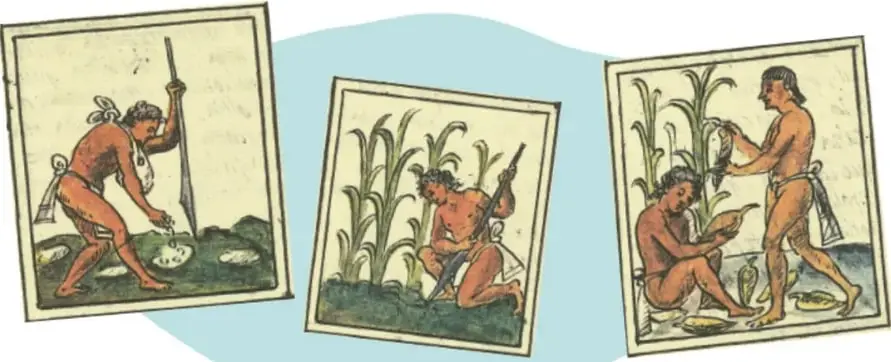 Tres láminas estilo códice que muestran a personas de la época prehispánica: una recolectando o cavando, otra trabajando entre plantas de maíz y una tercera cosechando y manipulando mazorcas.