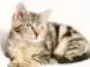 Fotografía de un gato atigrado.