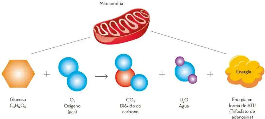 Esquema de la respiración celular en la mitocondria: glucosa + oxígeno producen dióxido de carbono, agua y energía en forma de ATP.