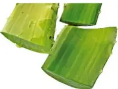 Trozos de pencas de sábila (áloe vera) de color verde.