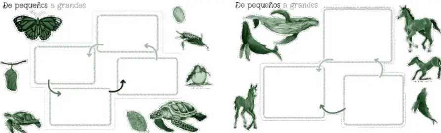 Ficha 'De pequeños a grandes' con una mariposa, una crisálida colgada de una rama, un huevo, y dos tortugas (una pequeña y una grande), con recuadros vacíos unidos por flechas para ordenar las etapas del ciclo.
