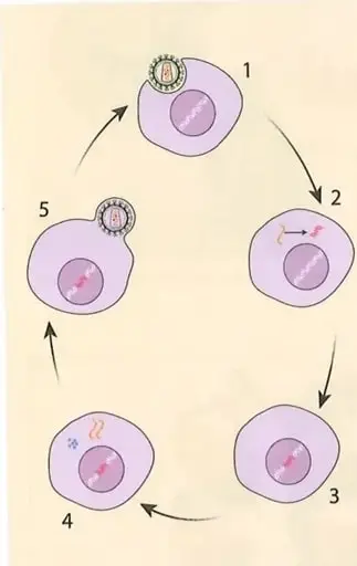 Figura 2 de Ciencias Naturales 10° · 2025