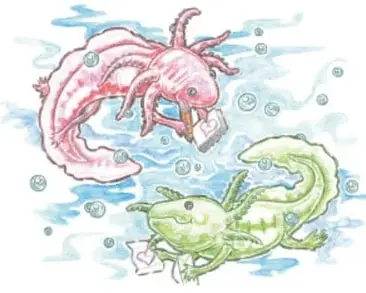 Ilustración de dos ajolotes (uno rosa y uno verde) nadando en el agua, uno de ellos sosteniendo un papel o mensaje, ilustrando la comunicación entre emisor y receptor.